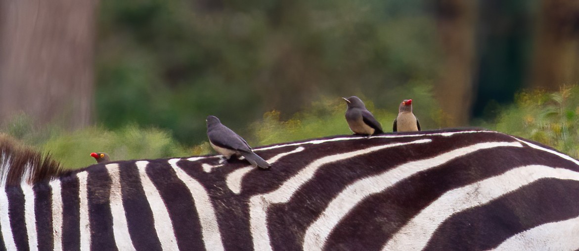 rødnebboksehakker - ML644532785