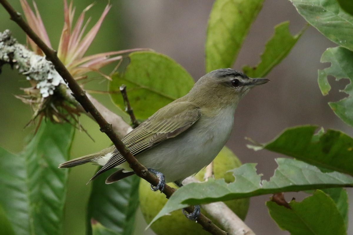 アカメモズモドキ - ML644532788