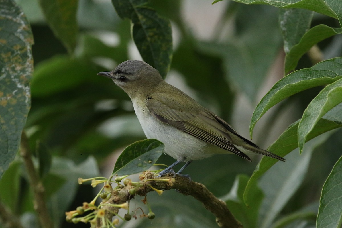 アカメモズモドキ - ML644532789