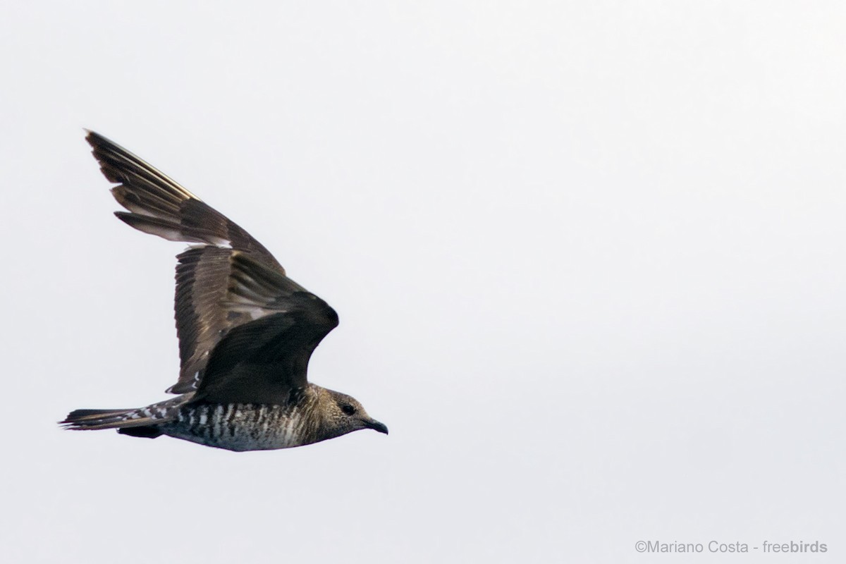 長尾賊鷗 - ML644532800