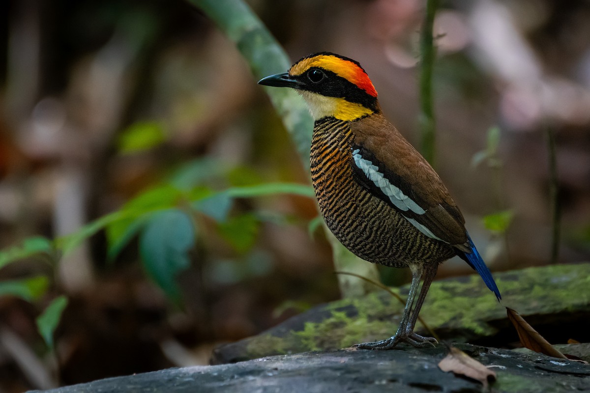 Malayan Banded-Pitta - ML644532801