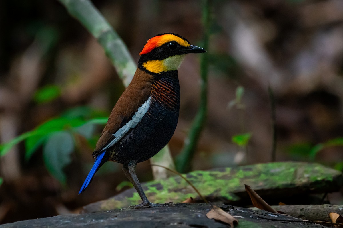 Malayan Banded-Pitta - ML644532802