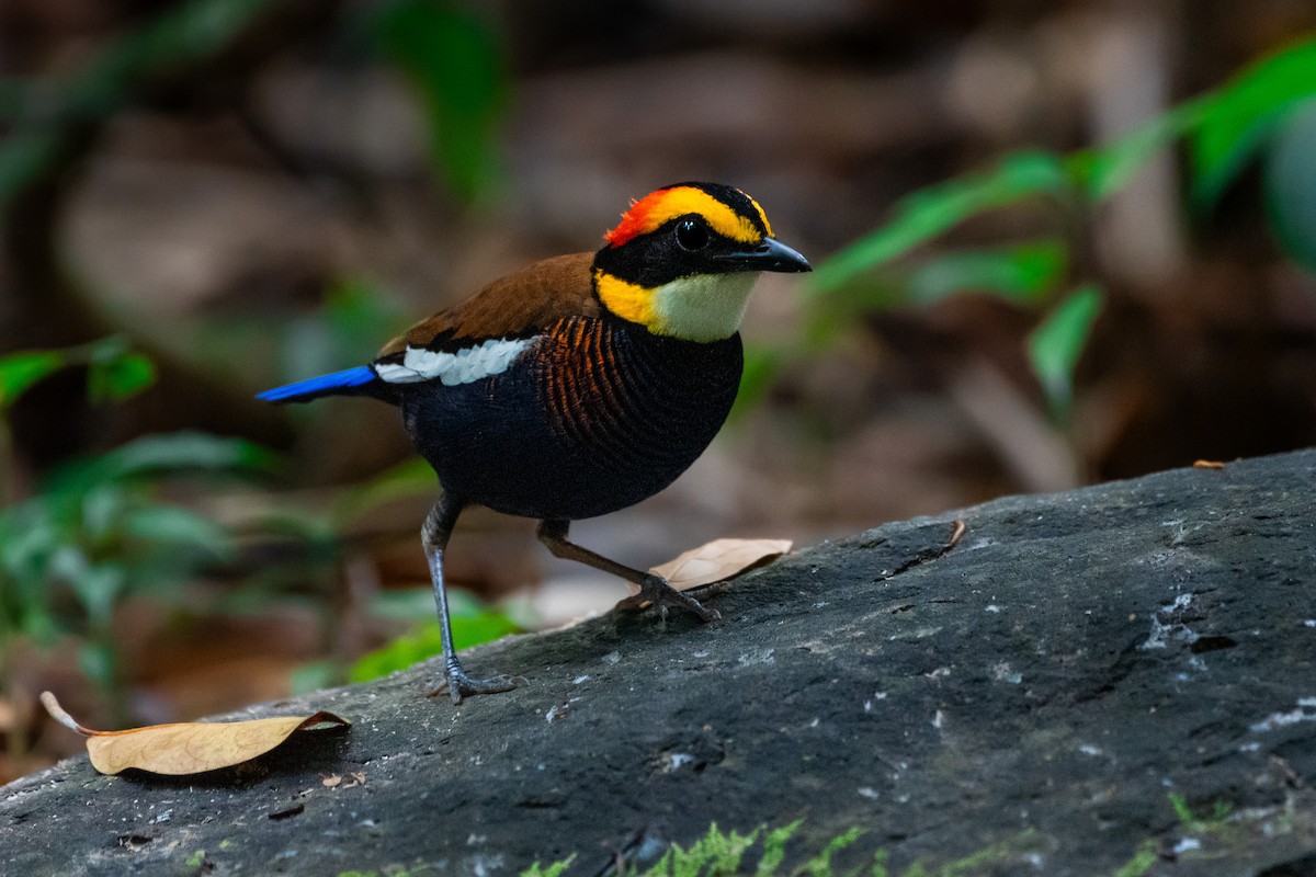 Malayan Banded-Pitta - ML644532803