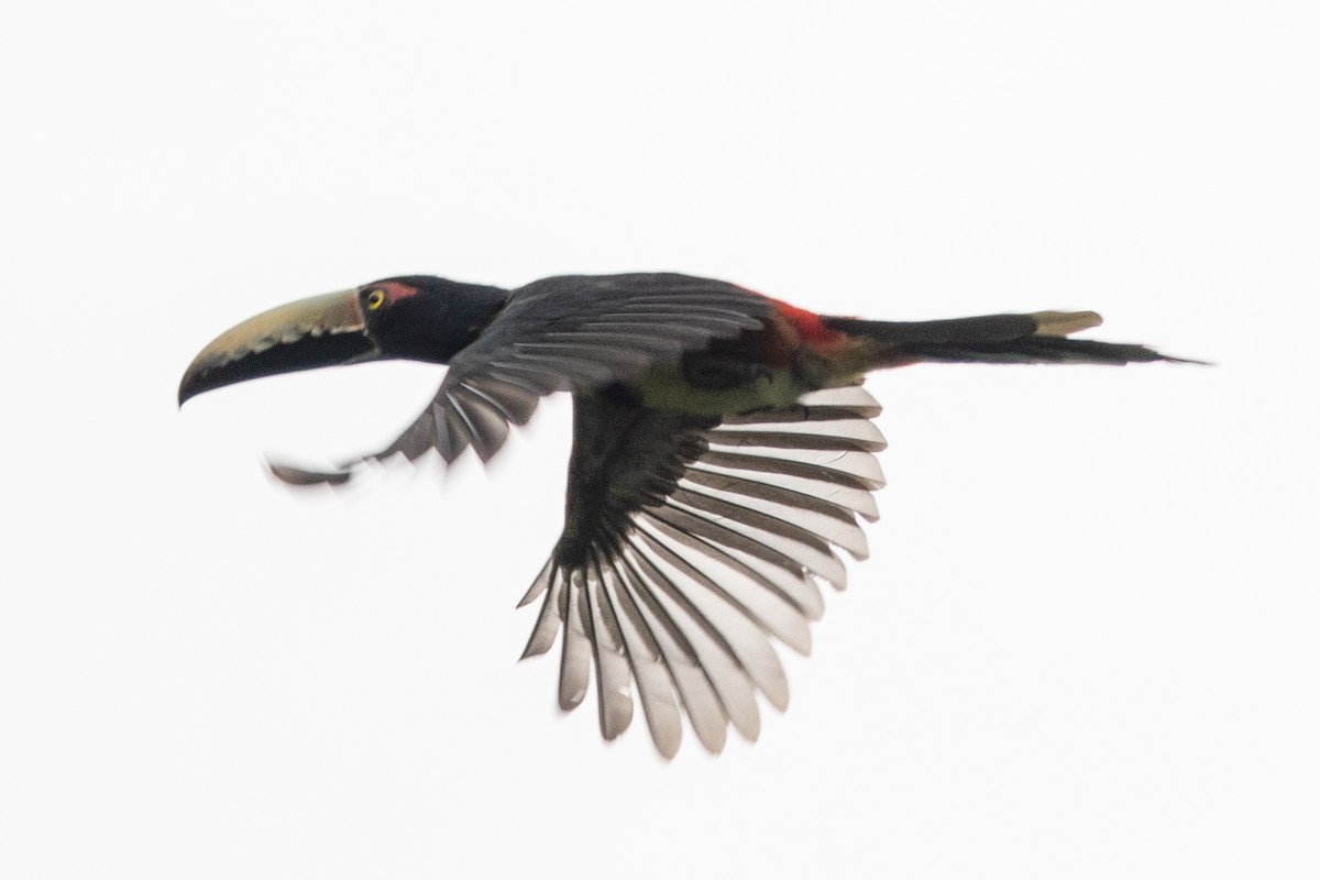 Collared Aracari - ML644532808