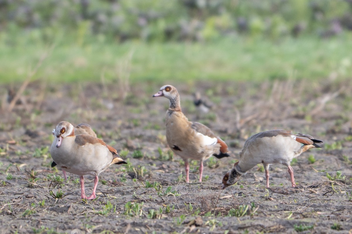 Egyptian Goose - ML644532809