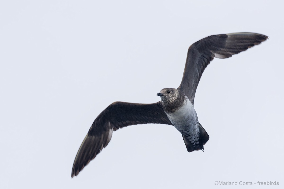 長尾賊鷗 - ML644532812