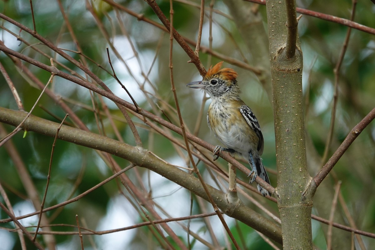 Black-crested Antshrike - ML644532813