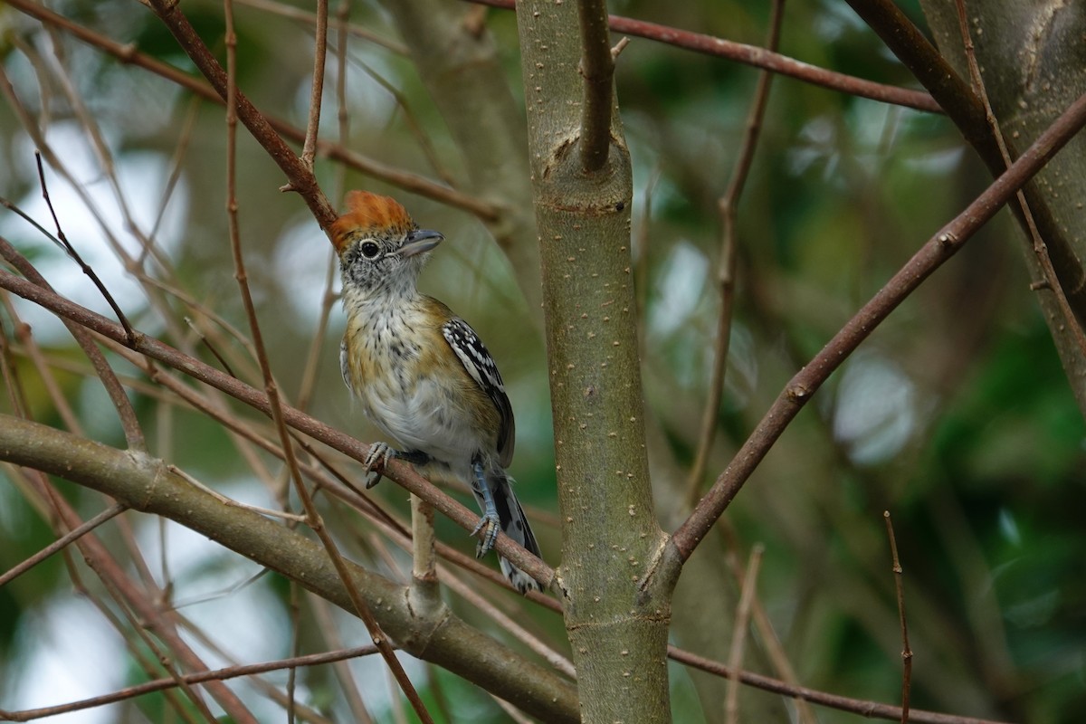 Black-crested Antshrike - ML644532814