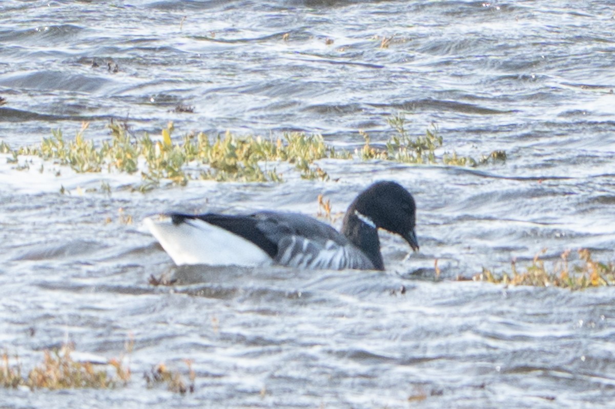 Хар толгойт галуу - ML644532820