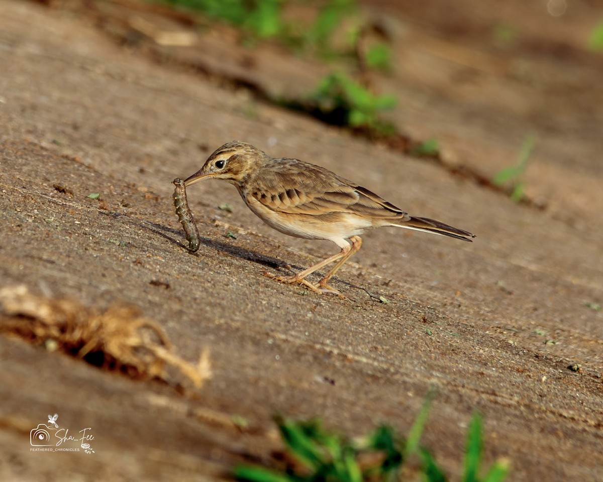 Bisbita Oriental - ML644532822