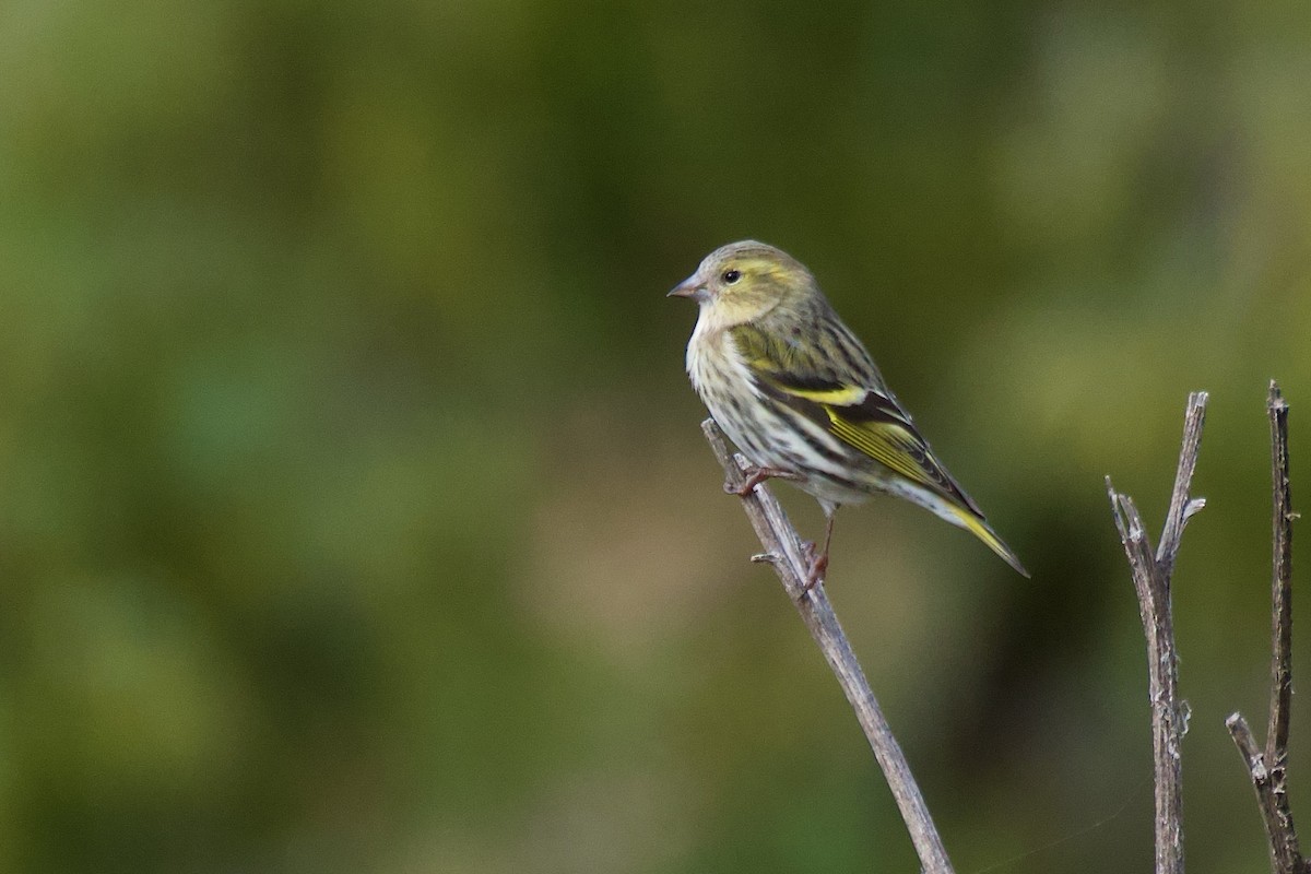 čížek lesní - ML644532827