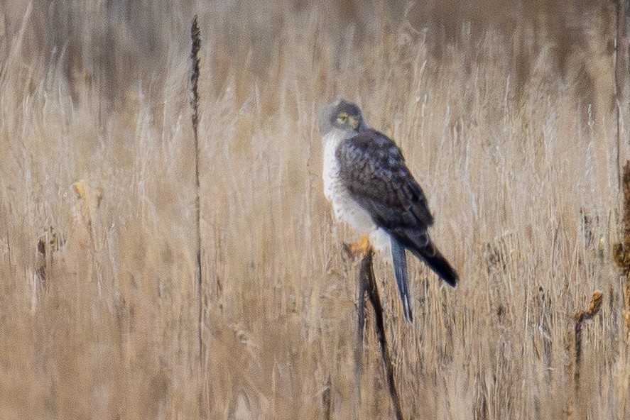Northern Harrier - ML644532850