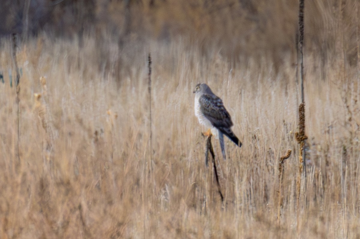 Northern Harrier - ML644532851