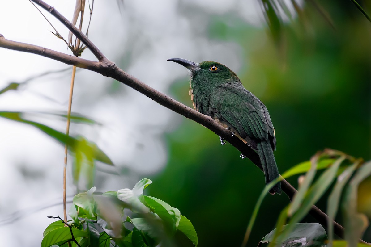 Red-bearded Bee-eater - ML644532854