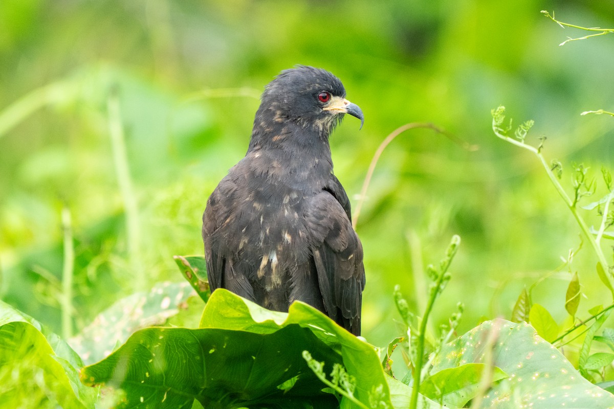 Milan des marais - ML644532857