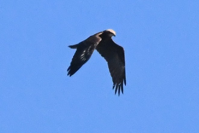 Western Marsh Harrier - ML644532860
