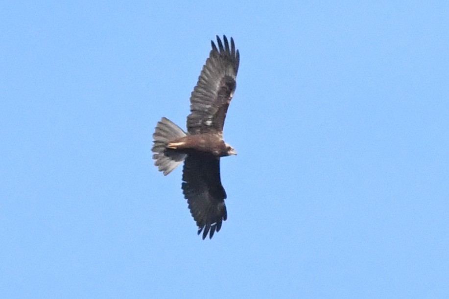 Western Marsh Harrier - ML644532862