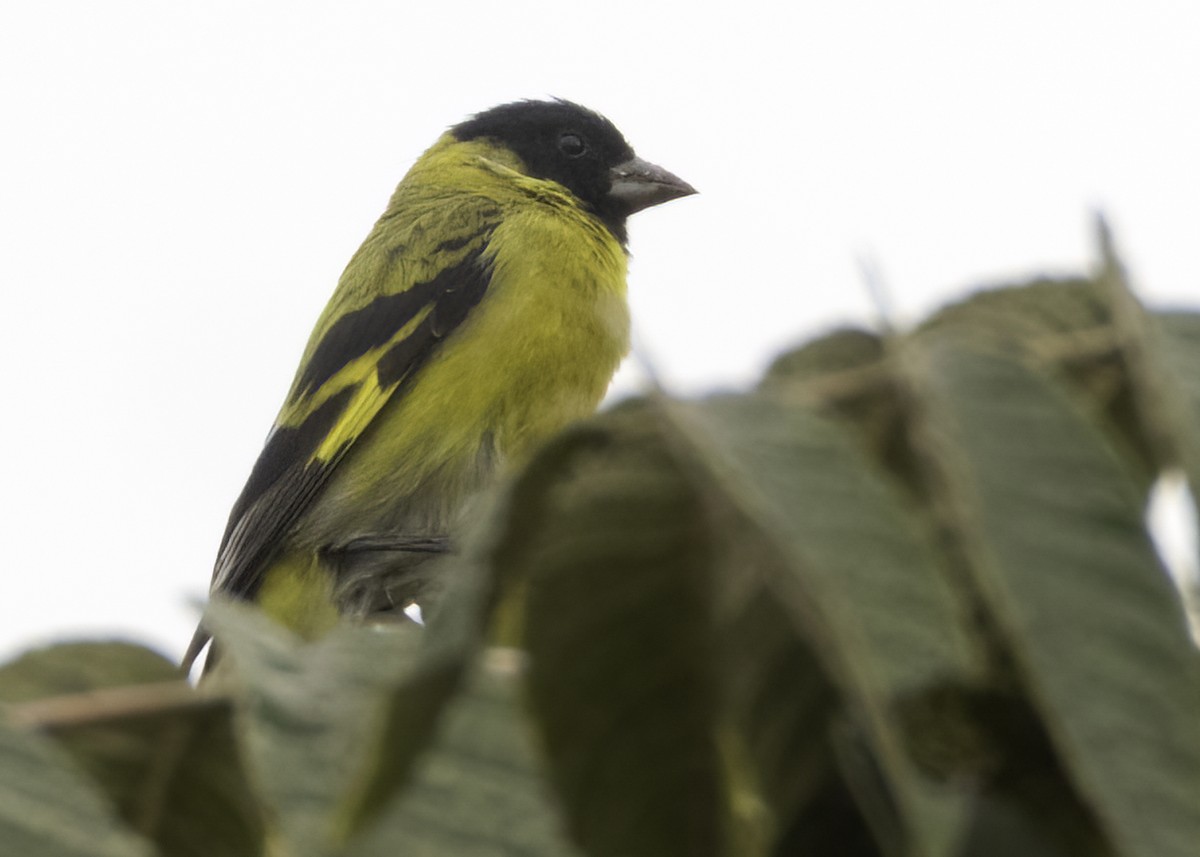 Hooded Siskin - ML644532864