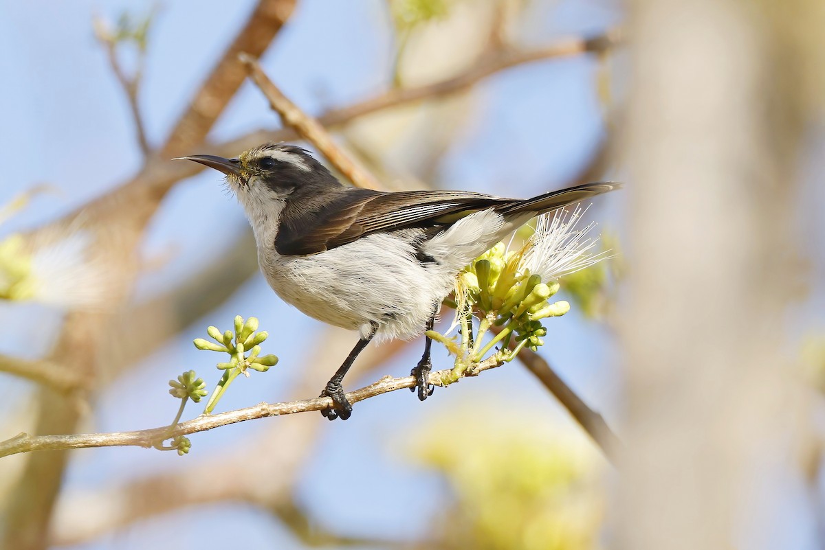 Eastern Violet-backed Sunbird - ML644532865
