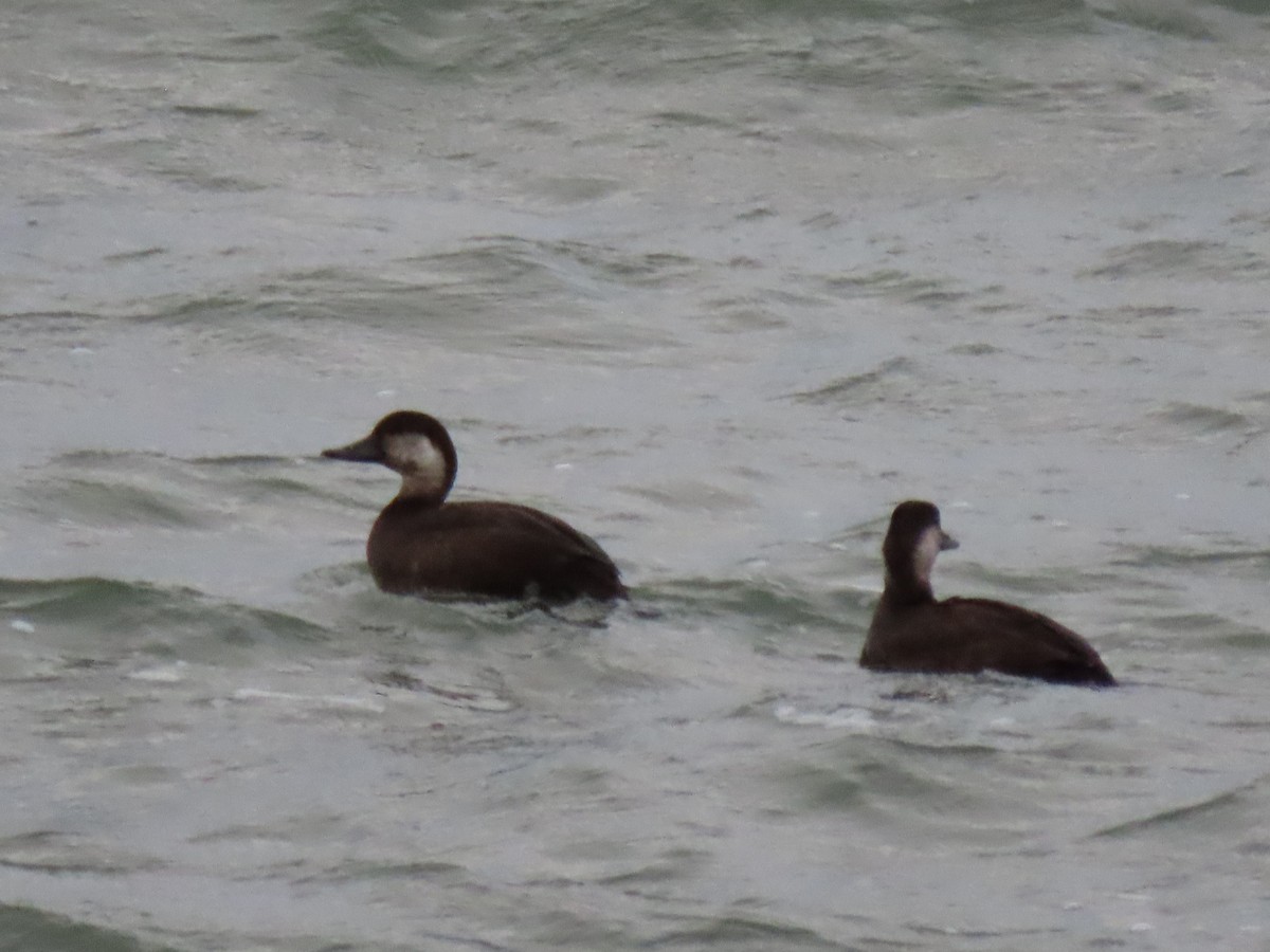 Ahatebeltz amerikarra - ML644532900