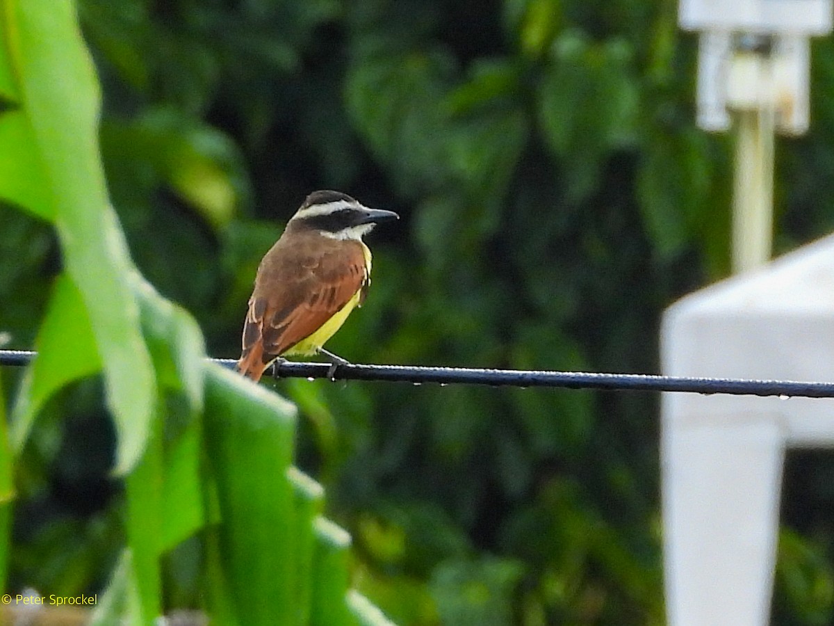 Bienteveo Común - ML644532904