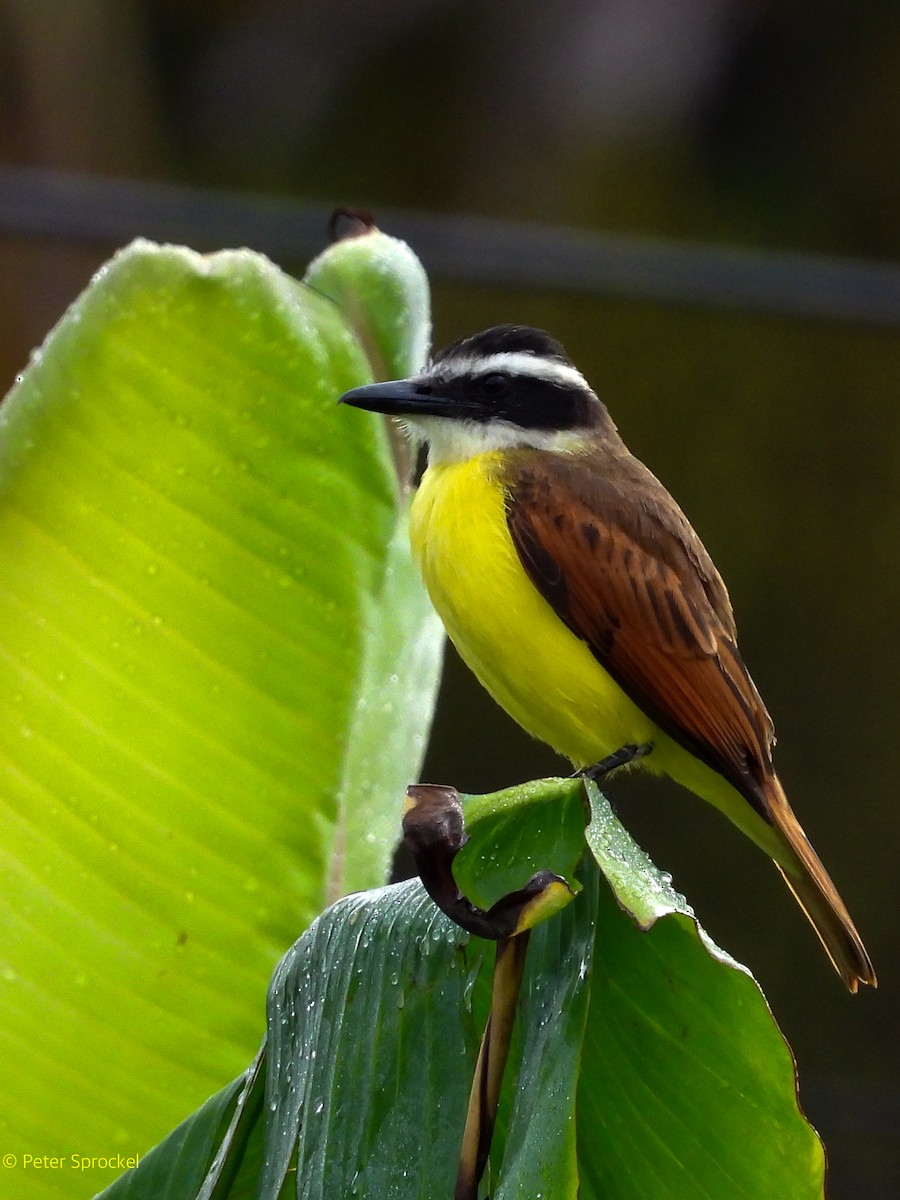 Bienteveo Común - ML644532905