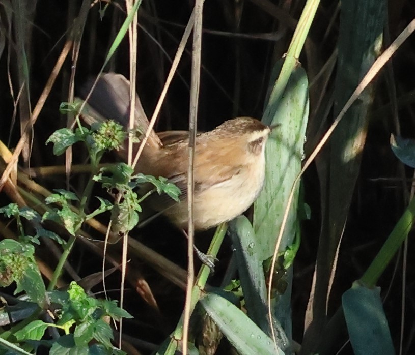 Moustached Warbler - ML644532917