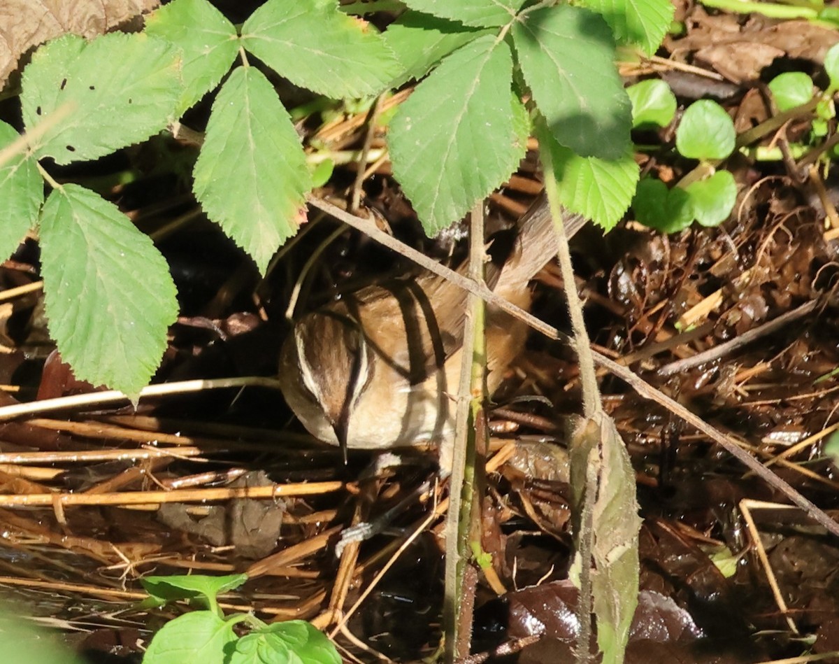 Moustached Warbler - ML644532918