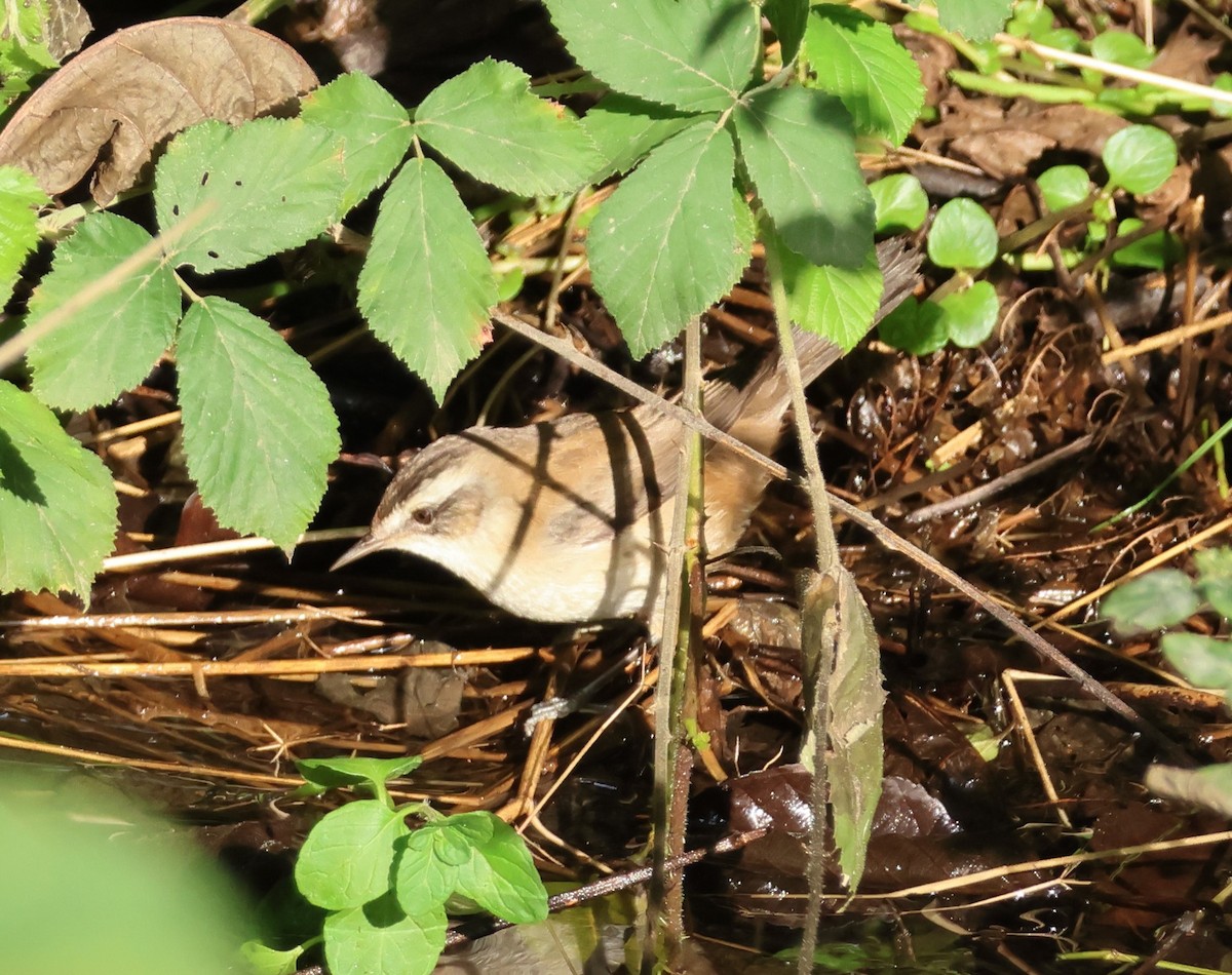 Moustached Warbler - ML644532919