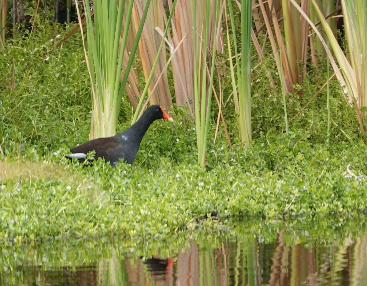 amerikasivhøne - ML644532920