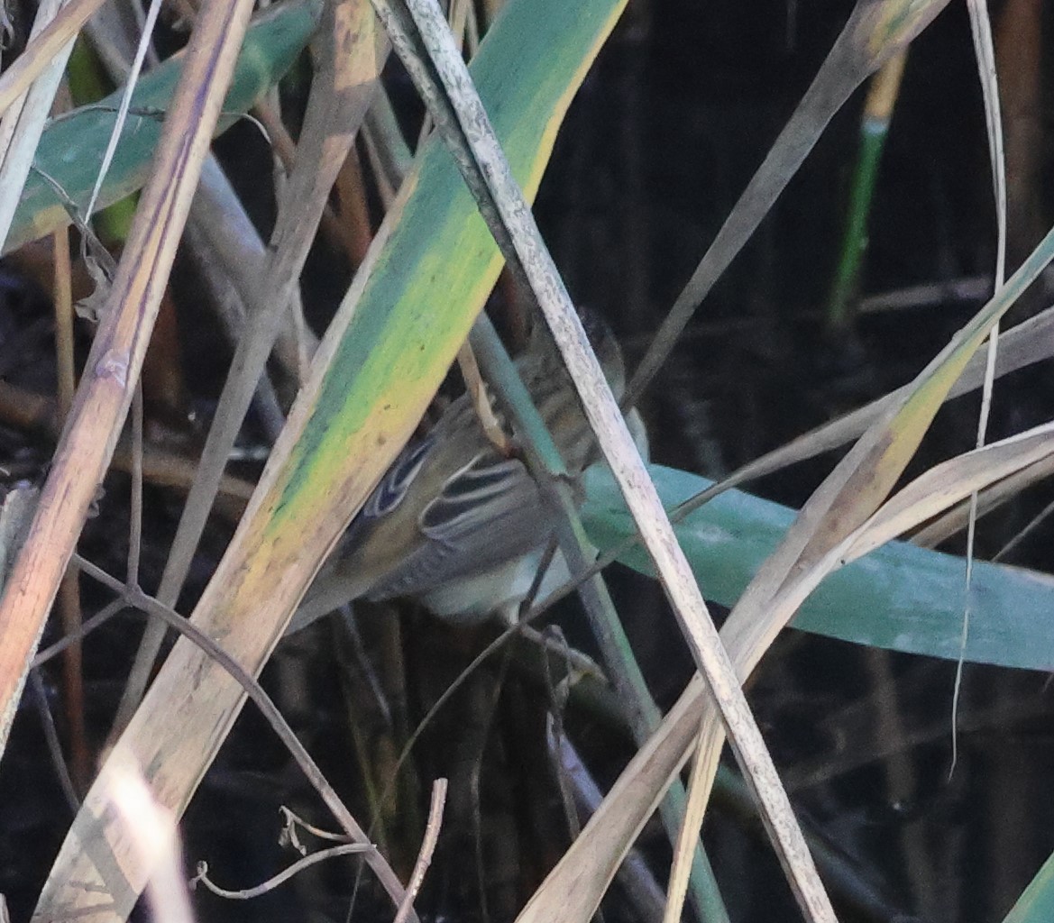 Sedge Warbler - ML644532923