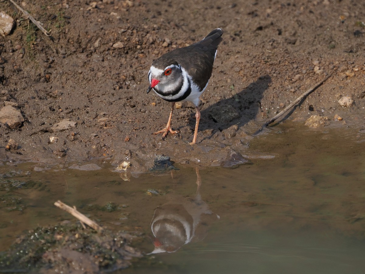 ミスジチドリ - ML644532926