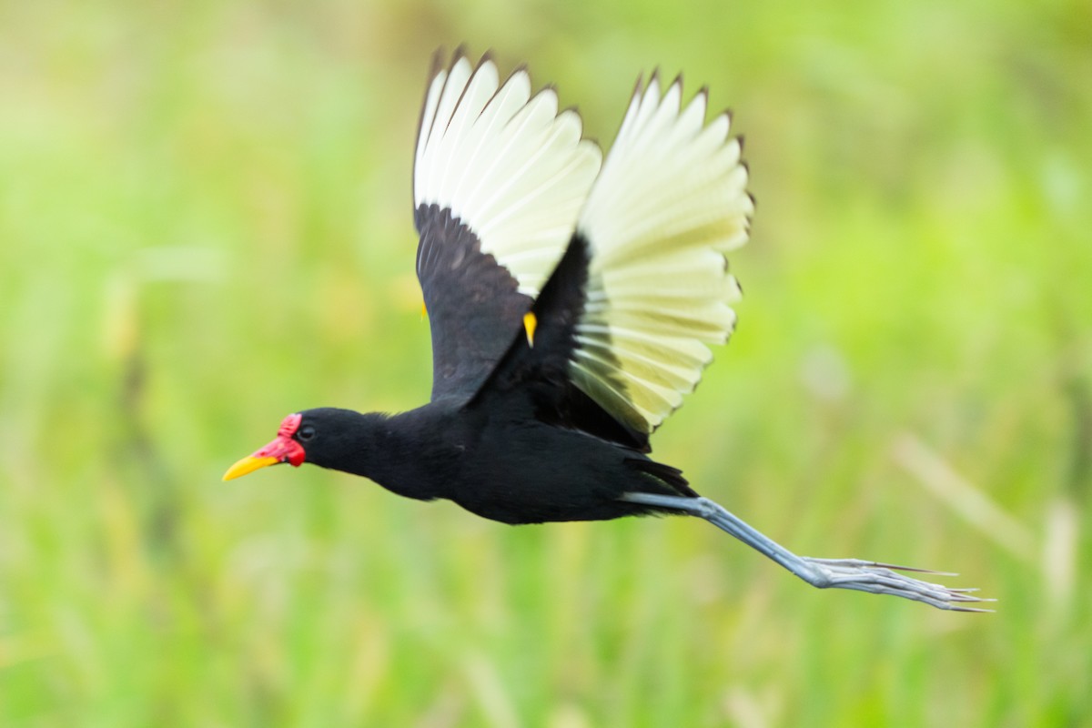 Wattled Jacana - ML644532928
