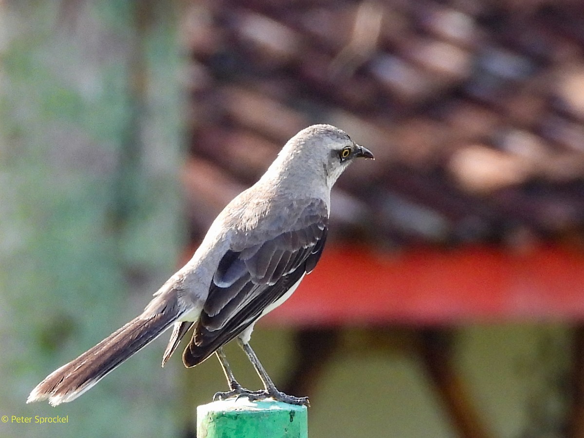 Tropical Mockingbird (Southern) - ML644532931