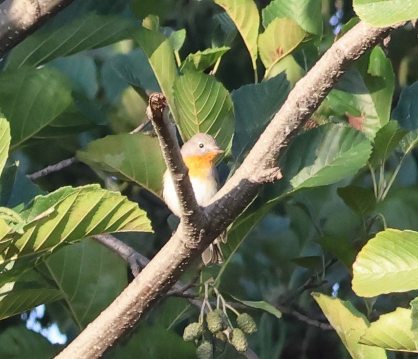 Red-breasted Flycatcher - ML644532935
