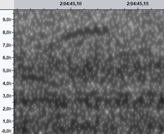 Ovenbird - ML644532937