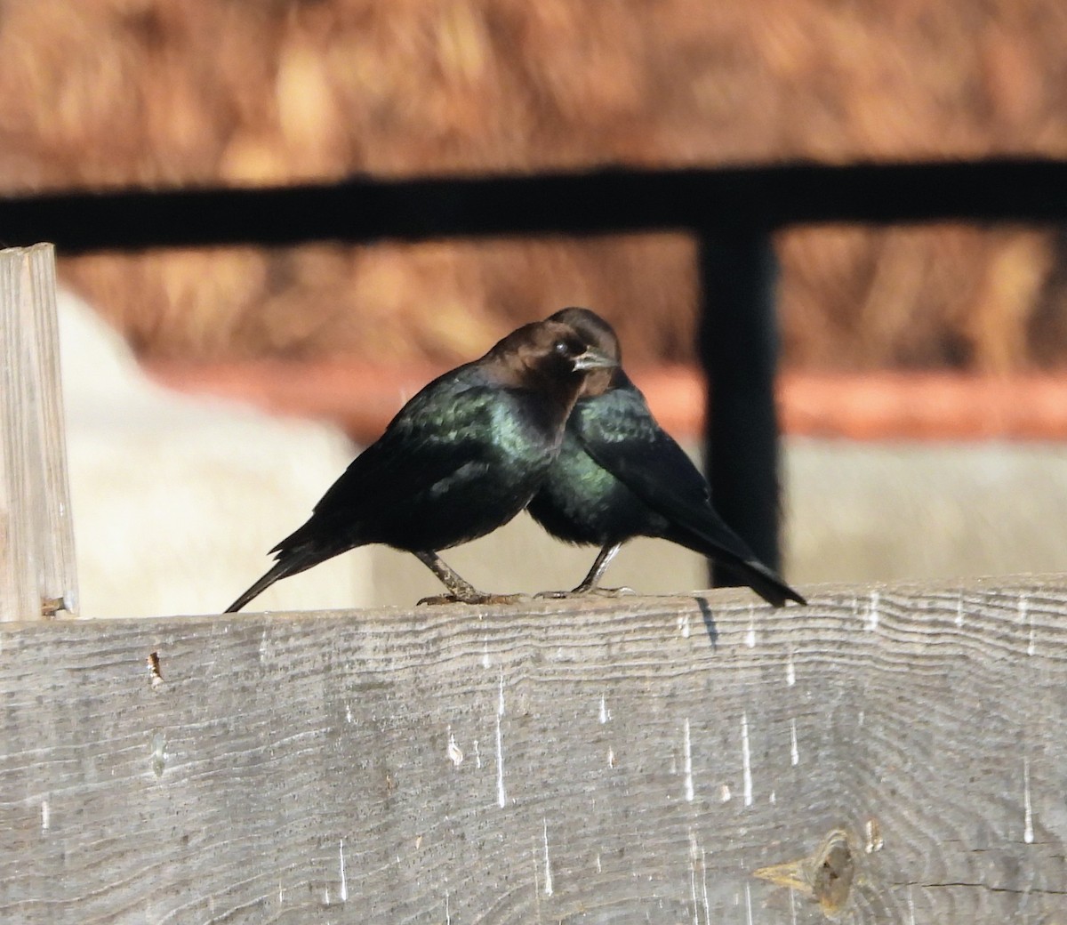 Brown-headed Cowbird - ML644532946