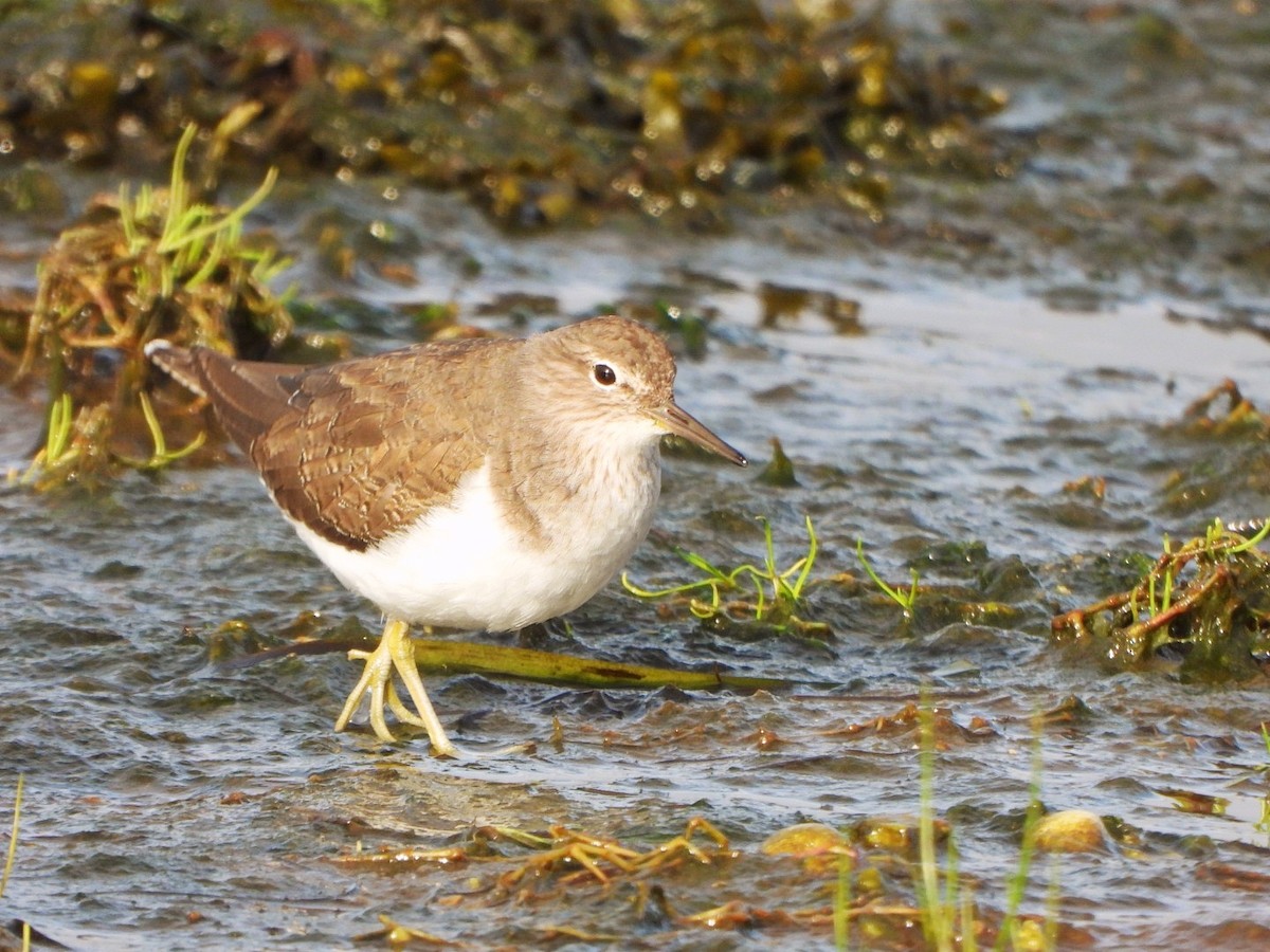 磯鷸 - ML644532953