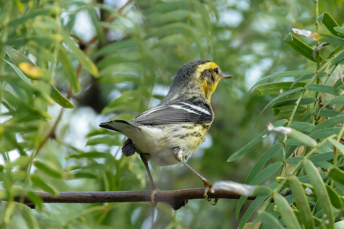 lesňáček jedlovcový - ML644532954