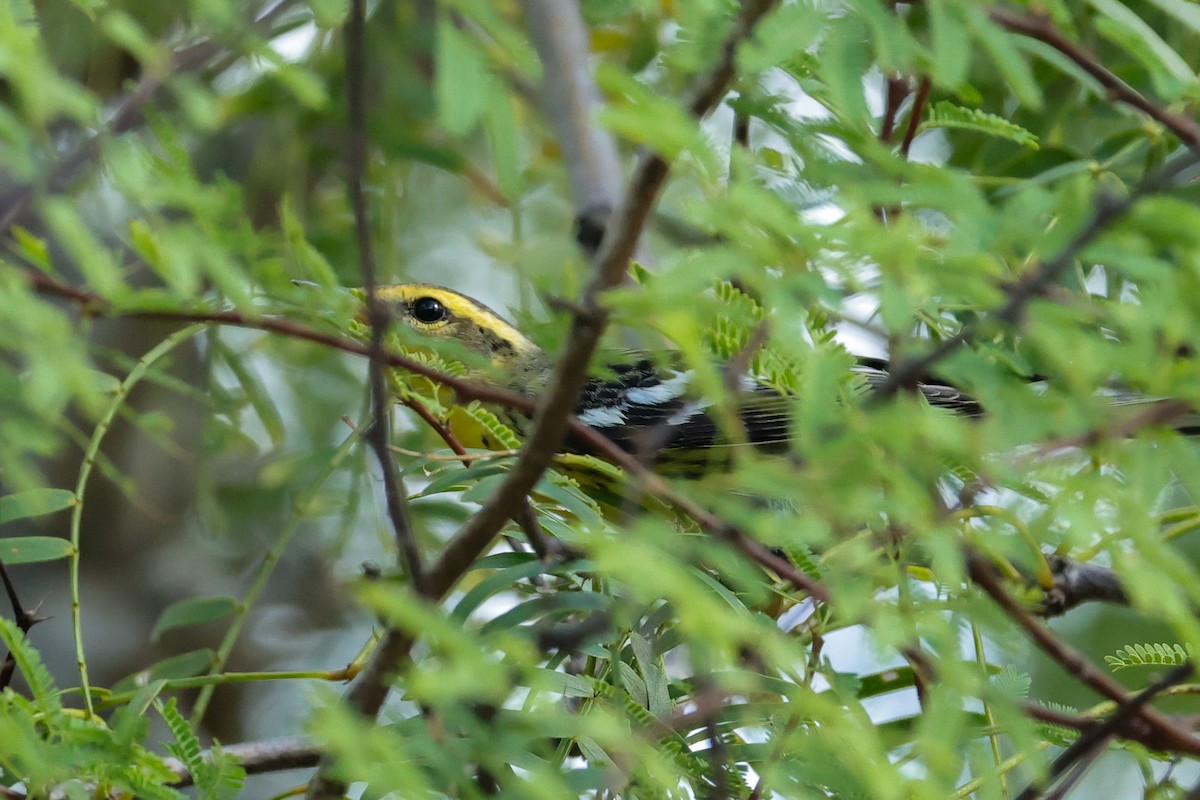 lesňáček jedlovcový - ML644532956