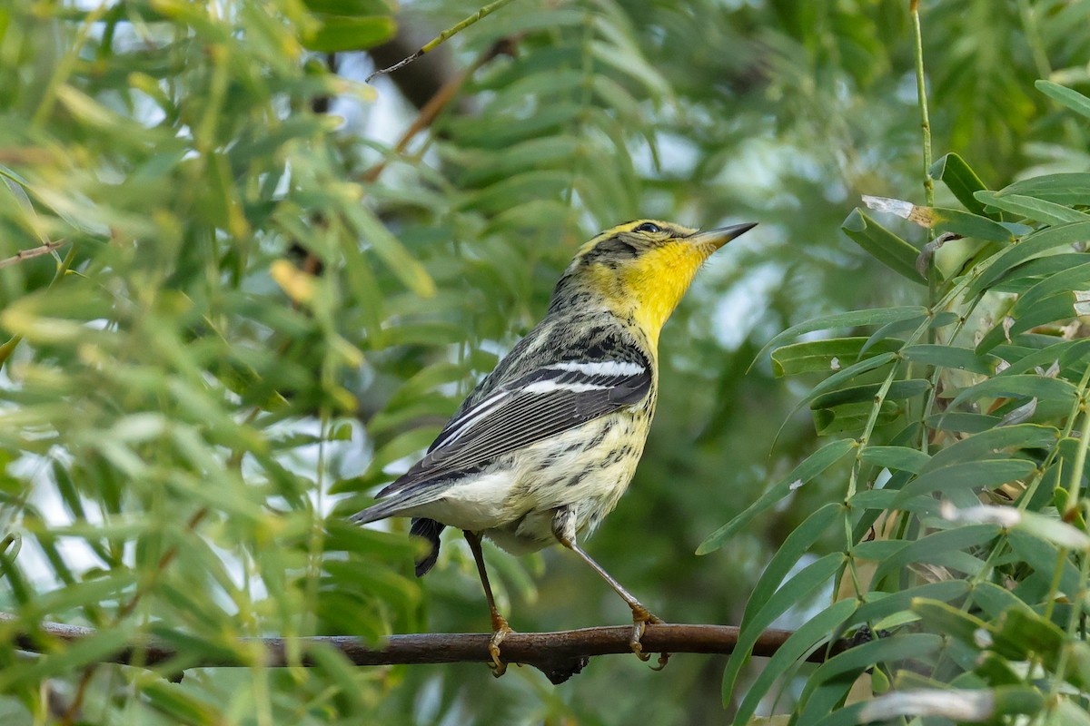 lesňáček jedlovcový - ML644532957