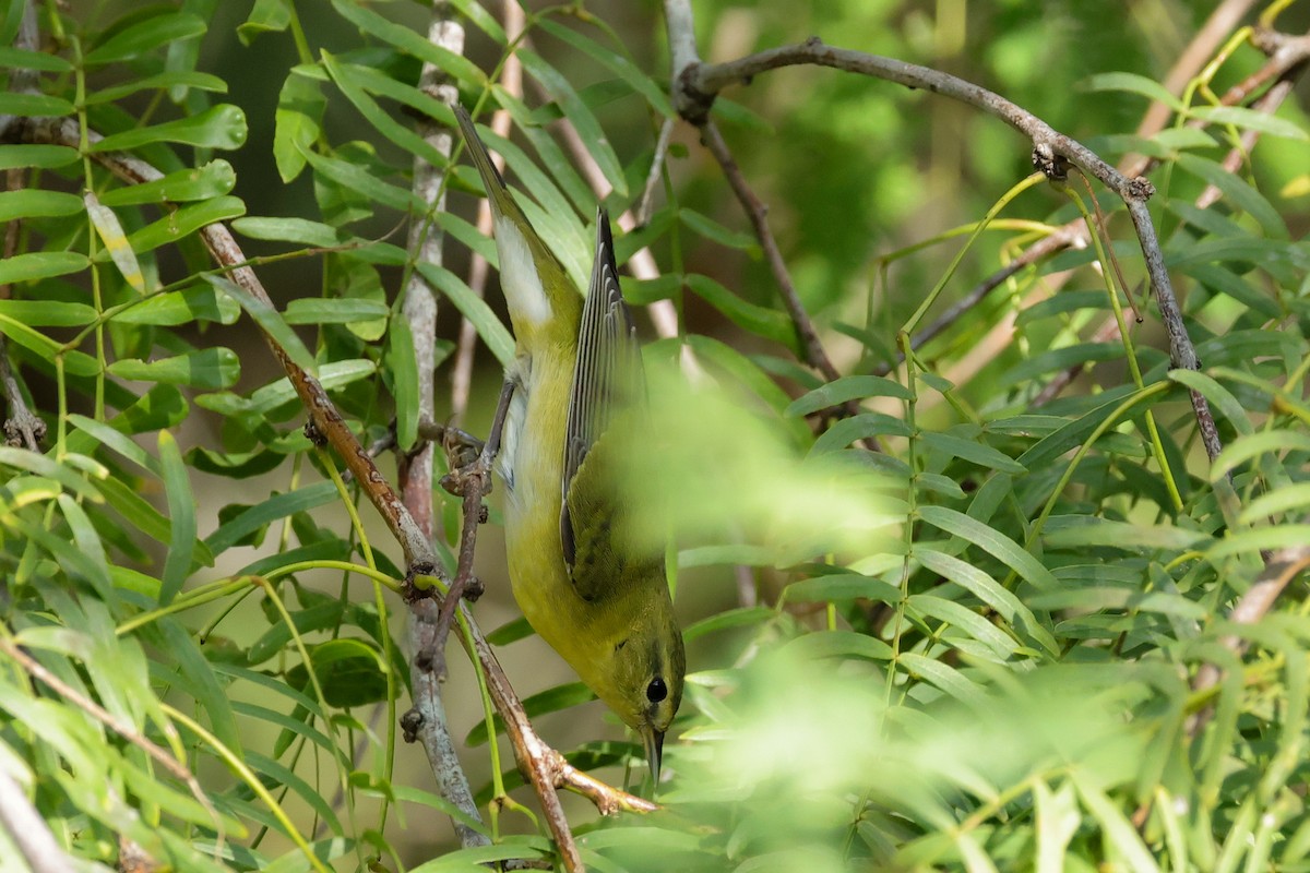 lesňáček jedlovcový - ML644532958