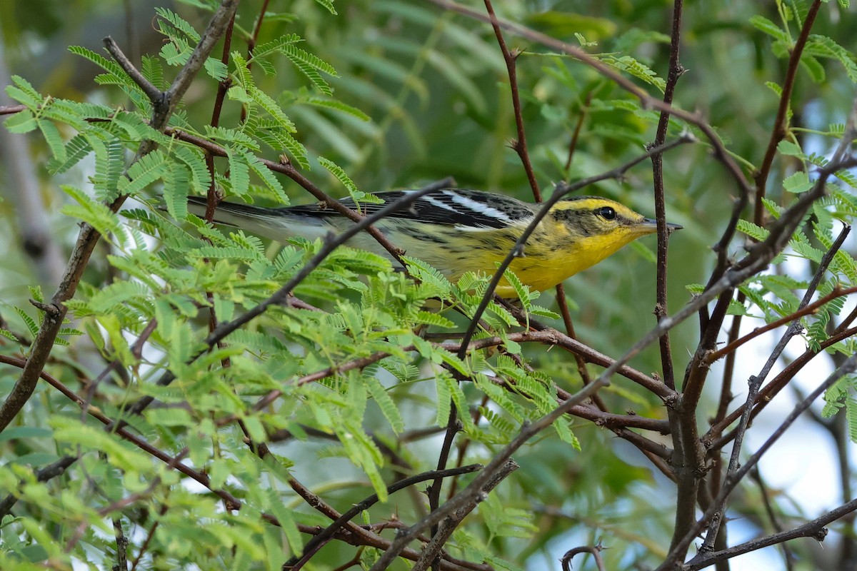 lesňáček jedlovcový - ML644532960