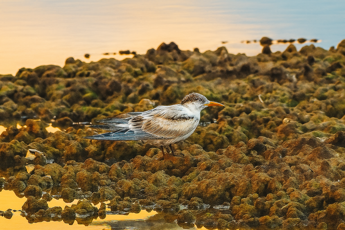 Lesser Crested Tern - ML644532961