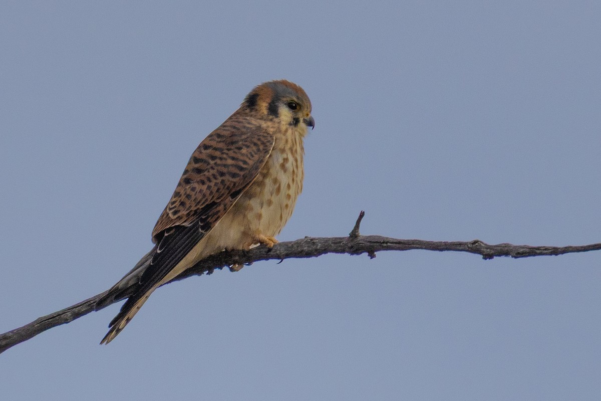 American Kestrel - ML644532962