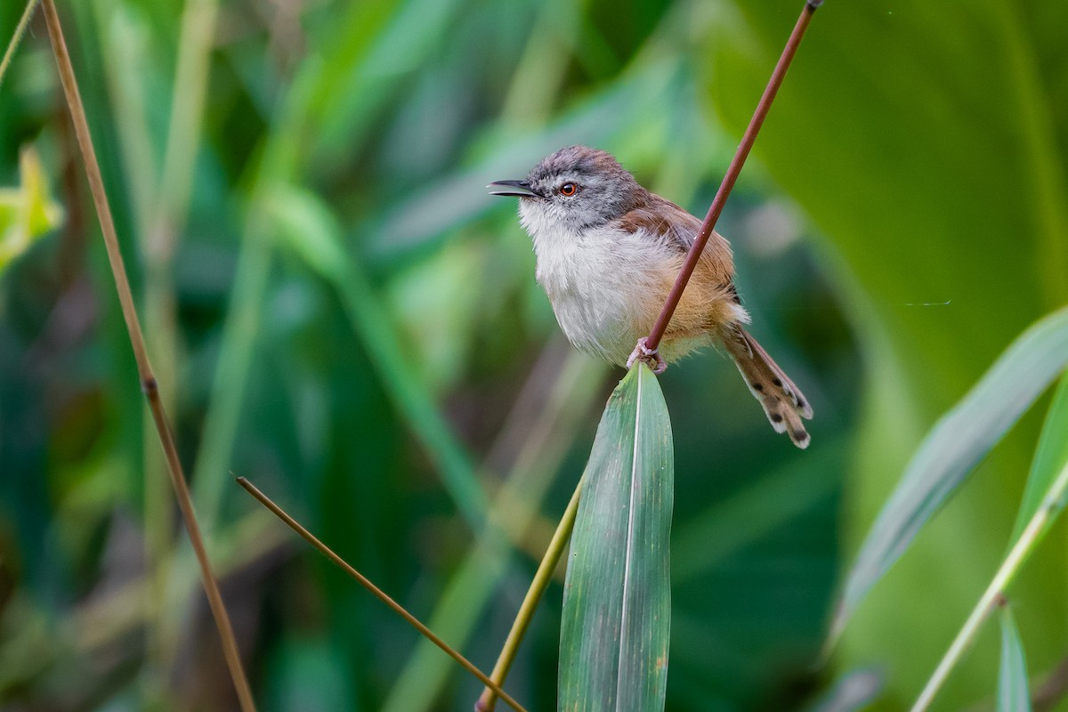 Rufescent Prinia - ML644532967