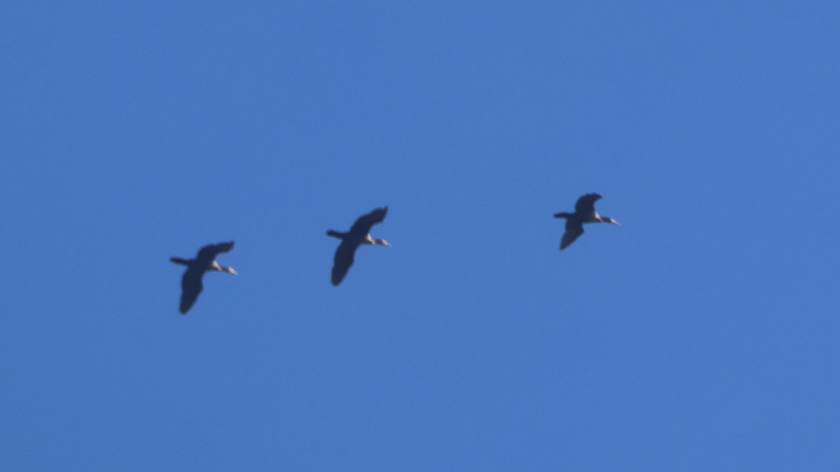 Ubarroi belarriduna - ML644532968