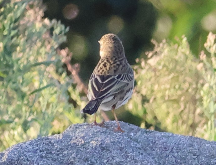 Bisbita Pratense - ML644532970