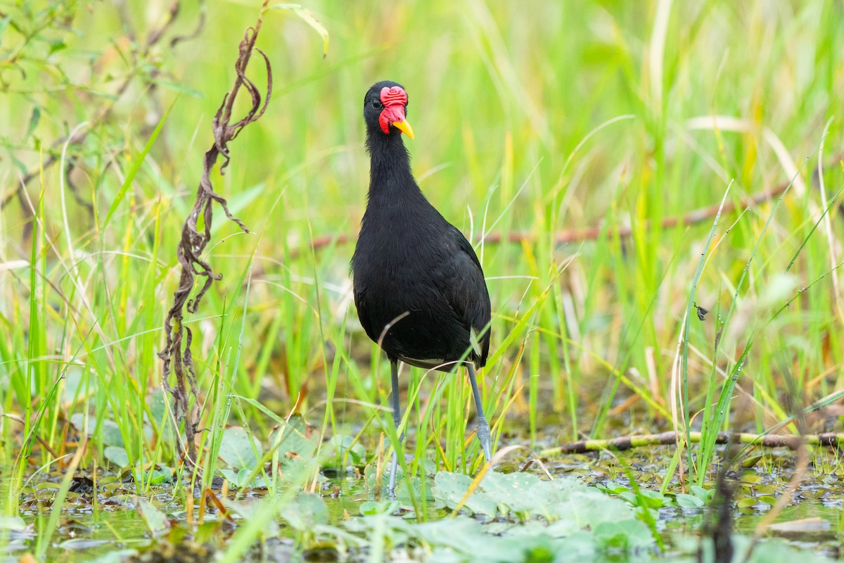 Wattled Jacana - ML644532971