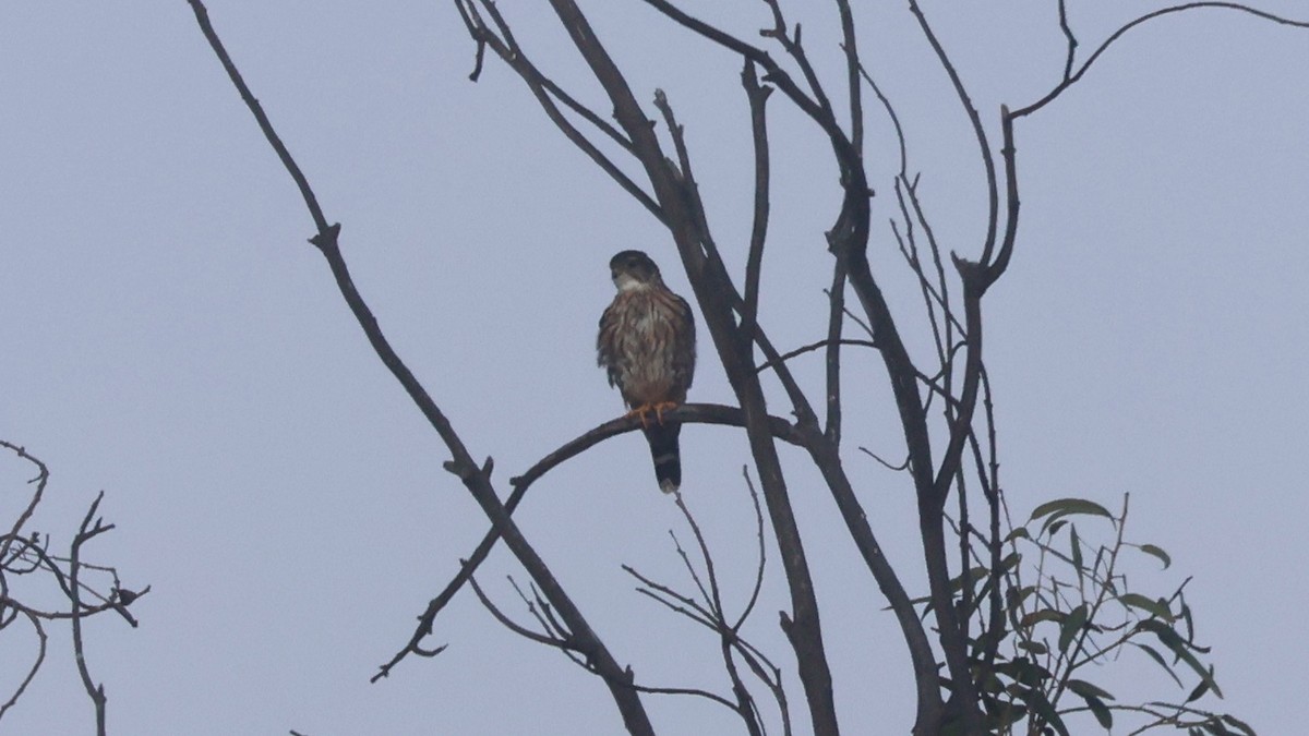 Belatz txikia - ML644532983